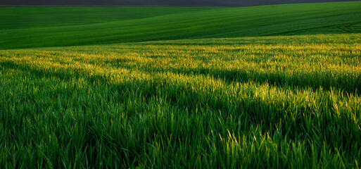 Wall Mural - Green spring wheat crops, sprouts, close up, spring agriculture