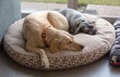 Dos perros acostados en una cama circular dentro de una casa