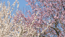 Beautiful Cherry Trees In Full Bloom, One White, The Other Pink