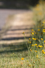 Poster - tall clusters of dandelions growing in late spring