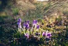Beautiful Wild Crocuses In A Park Under Sunset Rays And Water Spray. Natural Backlit. Spring Floral Background