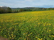 Sonnenblumenwiese, Panoramablick auf den Hoherodskopf in Hessen