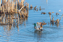 Male Mallard Duck Flapping Its Wings In A Pond With Reeds