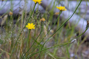 Poster - dead old tree branch laying in a field of dandelions