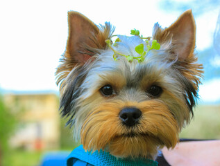 Wall Mural - Funny fluffy Yorkshire Terrier puppy with a wreath on his head in a spring park, garden. Portrait of a funny cute doggy looking at the camera. Canine pet. Dog with a haircut after a visit to a groomer