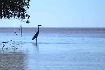 Wall Mural - heron standing in water on the coast