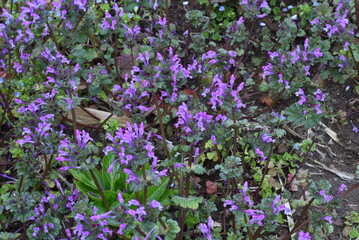 Canvas Print - Henbit flowers.Lamiaceae winter annual plants. From March to June, purple lip-shaped flowers are attached to the upper leaves. 