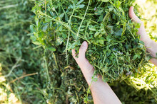 Closeup Of Bunch Of Freshly Cut Green Herbaceous Legumes In Hands On Farmer. Natural Feed For Livestock..