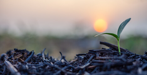 Small sapling. The seedlings grow under sunlight and in ash areas after a fire. Conservation of the environment. World Environment Day.