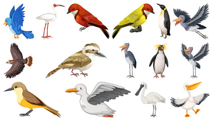 Poster - Different kinds of birds collection