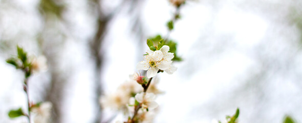 Wall Mural - White flowers on trees with copy space. Branches of a blossoming tree, pure natural spring background