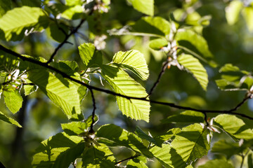 young green foliage on the crab in the spring season