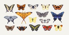 Realistic Butterflies Set. Flying Insects, Delicate Moths Species With Multicolored Wings Collection. Vintage Detailed Drawings. Colored Hand-drawn Vector Illustrations Isolated On White Background