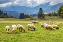 Sheep In Mountain. French Alps At Granges De Joigny.
