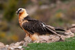 Gypaète barbu, .Gypaetus barbatus, Bearded Vulture
