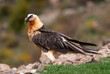 Gypaète barbu, .Gypaetus barbatus, Bearded Vulture