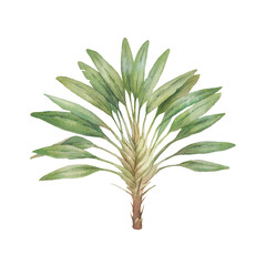 watercolor palm tree. hand painted exotic green branches isolated on white background. botanical ill