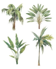watercolor palm tree set. hand painted exotic green branches and palms isolated on white background.