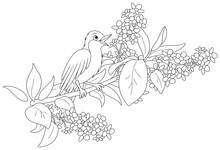 Small Singing Nightingale Perched On A Branch With Flowers Of A Spring Blooming Tree, Black And White Vector Cartoon Illustration For A Coloring Book Page