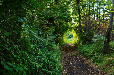 Wall Mural - sunrays in the spring in a green forest