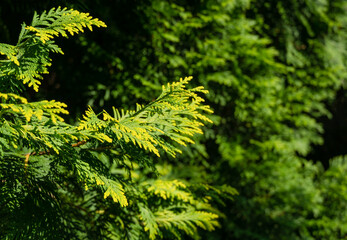 Wall Mural - Close-up of yellow leaves of Thuja occidentalis Europe Gold, northern white-cedar, or eastern white cedar.  Interesting nature concept for background design. Place for your text