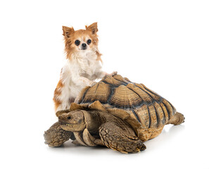 Wall Mural - African spurred tortoise and chihuahua in studio