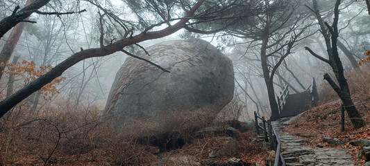 Wall Mural - There is a huge rock lying around the foggy hiking trail.