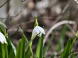 © Василь Федорів - spring snowdrop flower