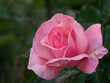 A beautiful pink rose in a green garden. A rosebud with an artistic effect of plastic film, a beautiful summer postcard. Elegant floral arrangement