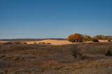 Fototapeta Sawanna - Trees and Sand Dunes in Little Sahara State Park in Waynoka, USA