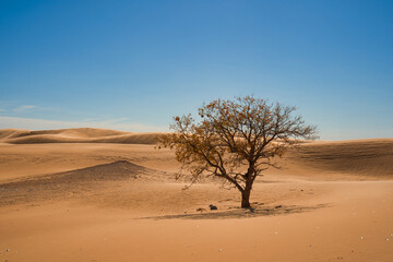 Tree and Sand Dunes in Little Sahara State Park in Waynoka, USA