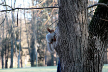 Squirrel On A Tree Looking For Nuts In A Hollow