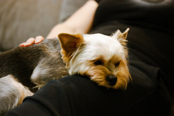 Wall Mural - A sad Yorkshire Terrier dog lying on his mistress' lap. Sadness, longing, sadness concept. Unhappy fluffy puppy. Little pet loyal lap dog with sad eyes on black background. Pet sleeping at home.