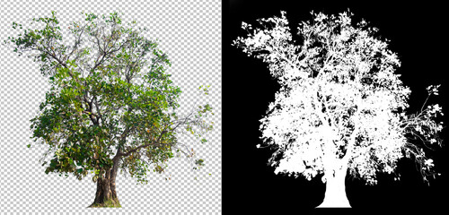 Poster - Big tree on transparent picture background with clippings path and alpha channel