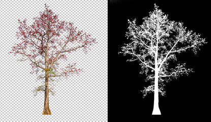 Poster - Red color flower tree on transparent picture background with clippings path, alpha channel in picture for easy selection and brush design