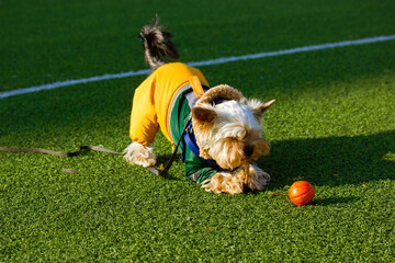 Wall Mural - Funny Yorkshire Terrier dog in fashionable stylish warm suit plays on soccer field synthetic green grass at sunny fall, spring day. An orange basketball lies near the paws of funny cute puppy, doggy.