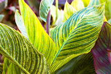 Structure Of Green And Yellow Striped Spathiphyllum Cannifolium Leaf With Veins Abstract Natural Background And Texture. Two-tone Tropical Leaves, Foliage In The Botanical Garden, Park, Outdoors.
