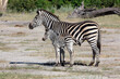 Mother zebra with foal, Okavango Delta Botswana
