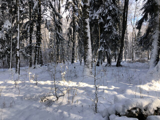 Poster - Winter forest