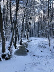 Poster - Winter forest