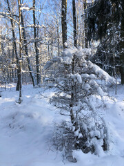 Poster - Winter forest