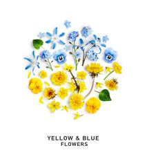 Blue and yellow spring flowers, Ukraine flag colors