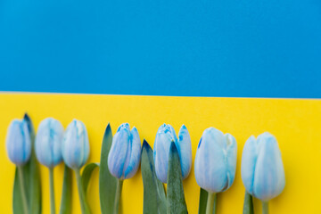 Wall Mural - Blurred tulips on ukrainian flag with copy space.