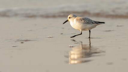 Wall Mural - Sanderling (Calidris alba), North Norfolk Coast, UK