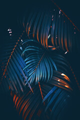 Wall Mural - green palm leaf pattern texture abstract background. copy space for graphic design tropical summer a