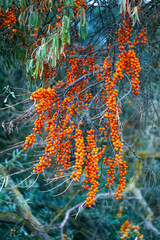 Wall Mural - Branch with sea buckthorn berries and green silvery leaves.