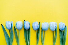 Top View Of Row Of Blue Tulips On Yellow Background.