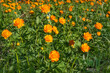 trollius flowers orange meadow summer