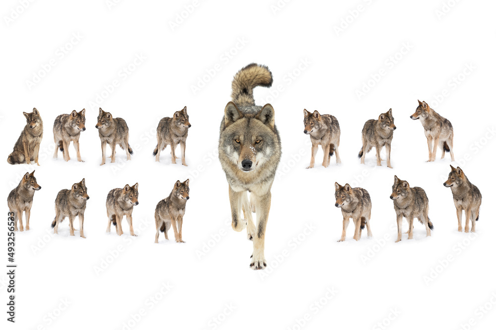 Isolated Wolves pack of wolves (canis lupus) isolated on snow Stock Photo | Adobe Stock
