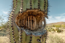 Hole In A Saguaro Cactus, Inside Ribs Showing.